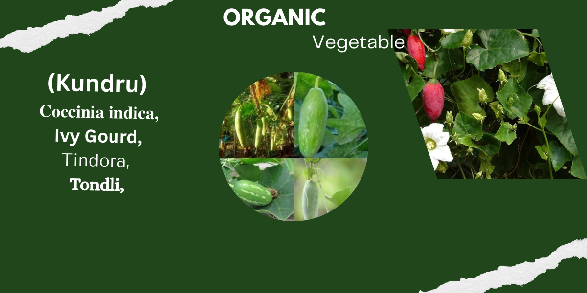 (Kundru) Coccinia indica Ivy Gourd Tindora Tondli