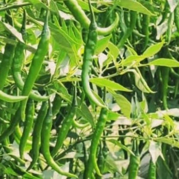 WhatsApp Image 2025-08-20 at 1.33.42 AM (1)